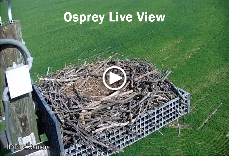 Osprey Live View